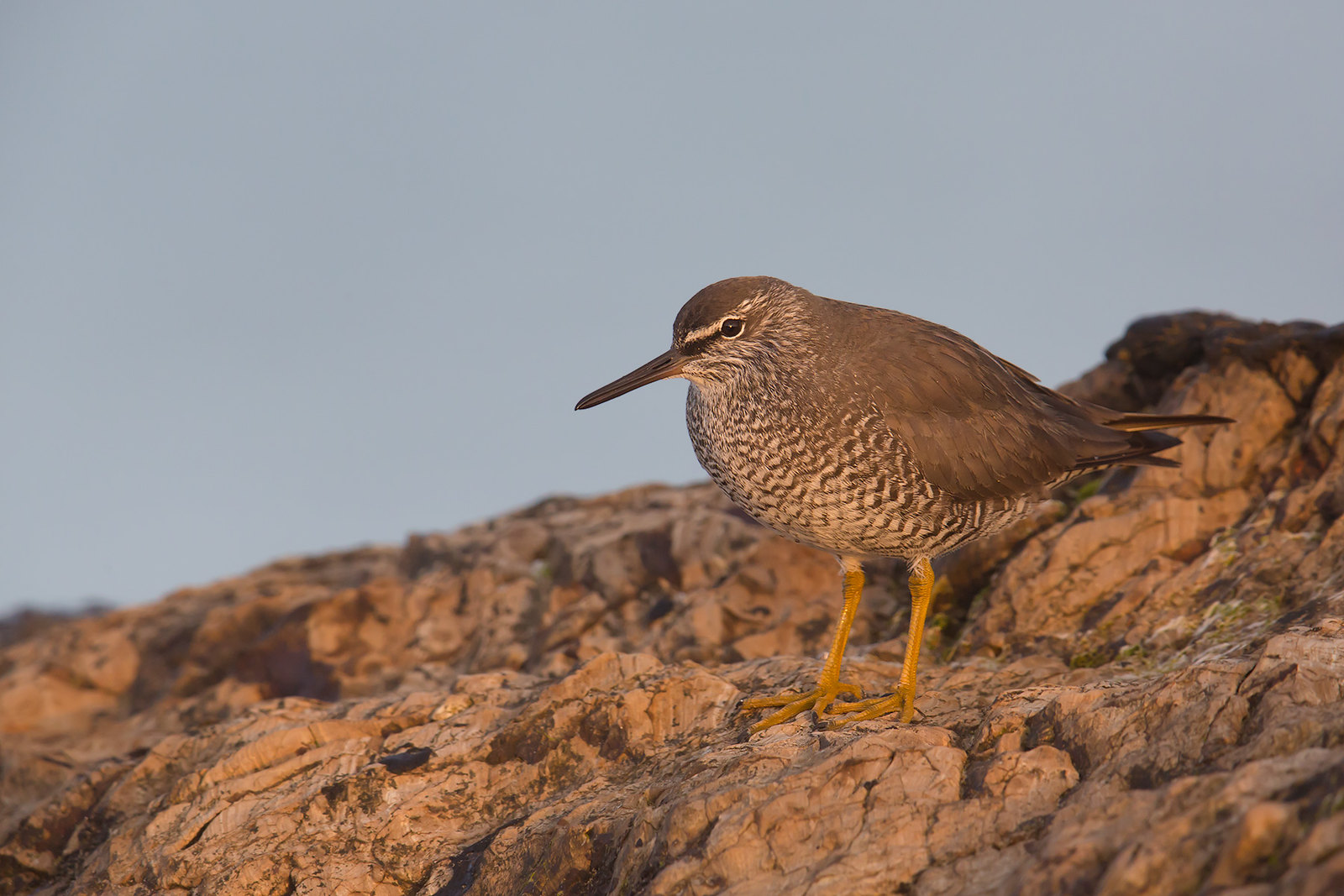Tringa incana | Wandering Tattler | amerikansk gråsnäppa