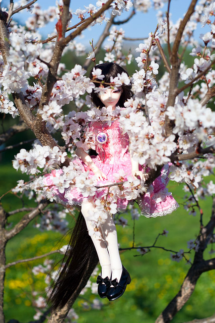 Frederica and the cherry blossoms