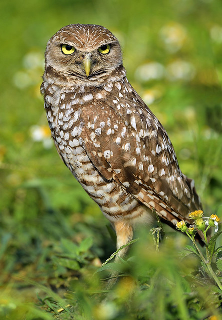 Burrowing Owl, Brian Piccolo Park. Broward County. Florida.