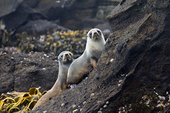 Fur seals