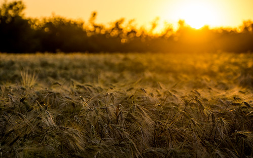sunset sun field barley dimieni nex7 sel18200le
