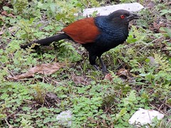 Greater Coucal / Crow Pheasant (Centropus sinensis)
