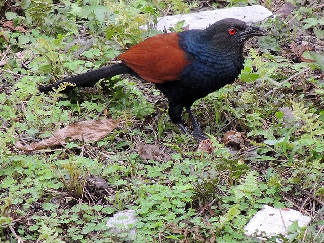 Greater Coucal / Crow Pheasant (Centropus sinensis)