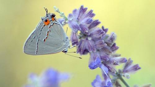 Gray Hairstreak butterfly | by Wildreturn