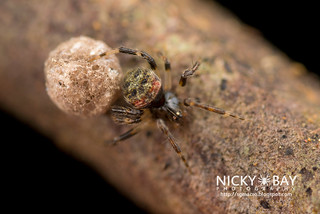 Comb-footed spider (Theridiidae) - DSC_7944