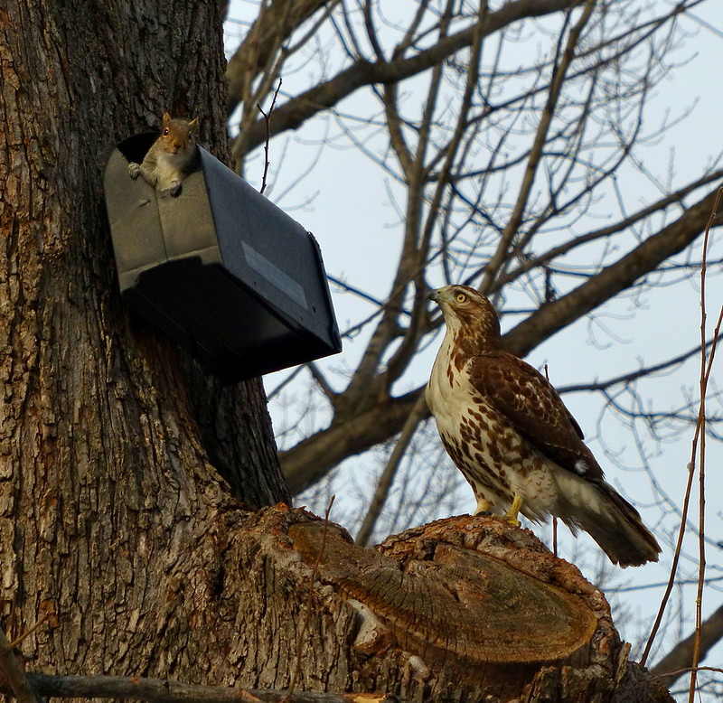 Red tail in Tompkins Square