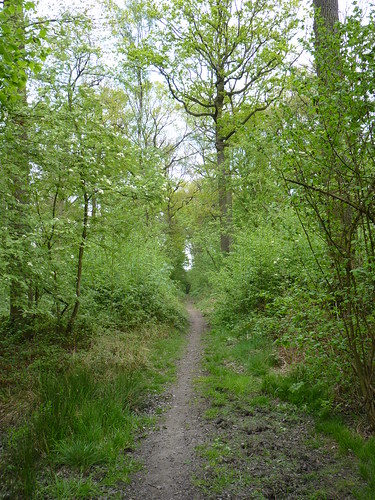 Bos van Marpingen
