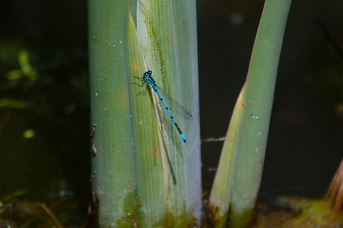 Common blue damselfly, male, resting on reed