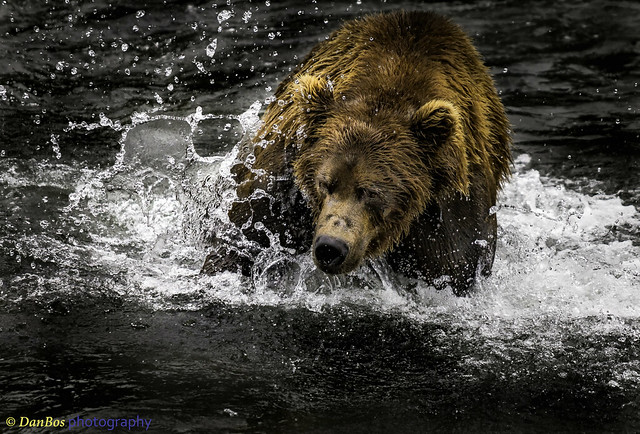 Bear in Action