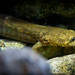 Flickr photo 'Pacific Giant Salamander (Dicamptodon tenebrosus) - neotenic' by: DaveHuth.