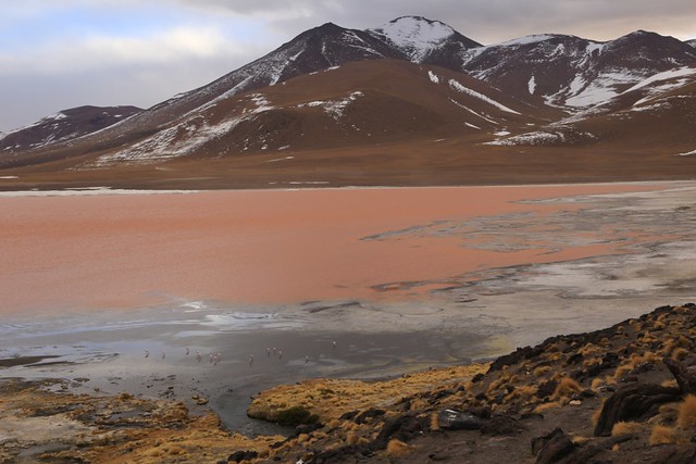 Pink Lagoon Laguna Colorada Altiplano Landscape Andean High Plateau Bolivia South America