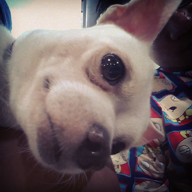 Its the time of the month! Poppee's tensed face while waiting for his turn... #VetTime #Chihuahua #Cebu