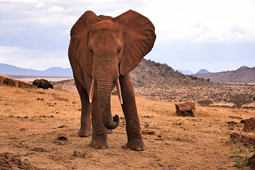 holiday elephant kenya lodge east safari elefant kenia ost tsavo reise tsavoeast voi kenyaholiday tsavoost voisafarilodge kenyaelephant keniaelefant keniareise