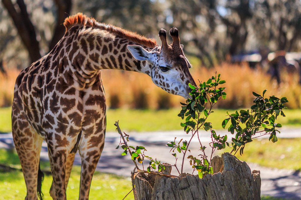 Giraffe Grazing at Disney's Animal Kingdom | Blog | Facebook… | Flickr