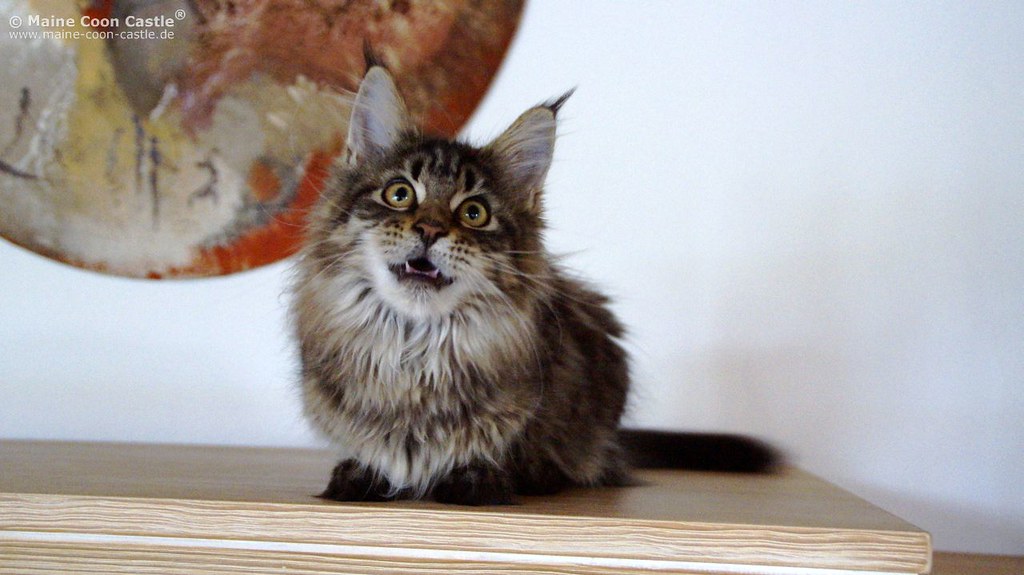 john de jong and maine coon cat 4 months maine coon kitten weight chart kg
