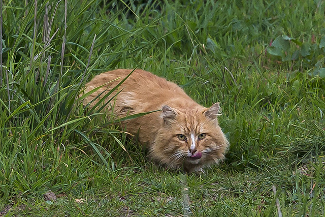 36/365  Feral cat in Coyote Hills Regional Park