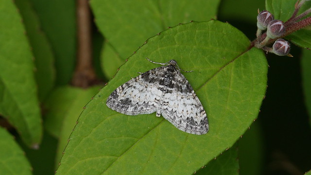 Seraphim Moth