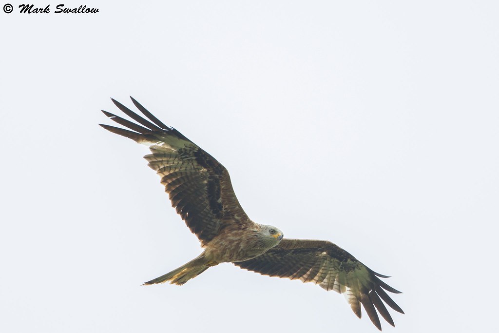 Red Kite, Stilton, Cambs | theswallow1965 | Flickr