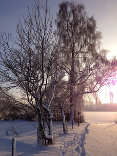 Winter morning