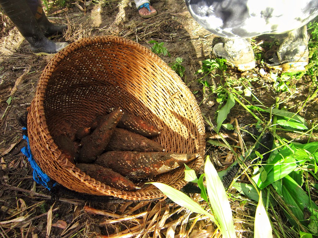 Yuca in a basket in the Ecuador Amazon