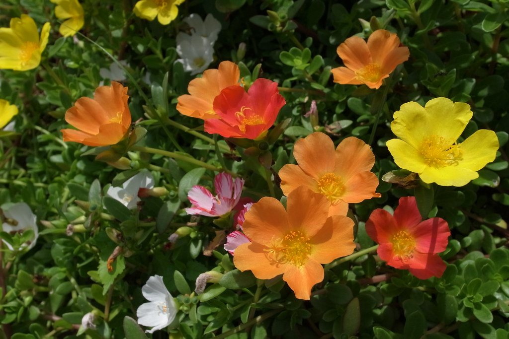 花々しい