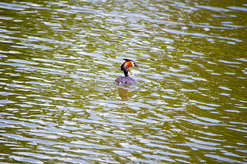 Great crested grebe