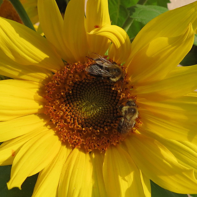 IMG_1065Sq sunflower and 2 bees