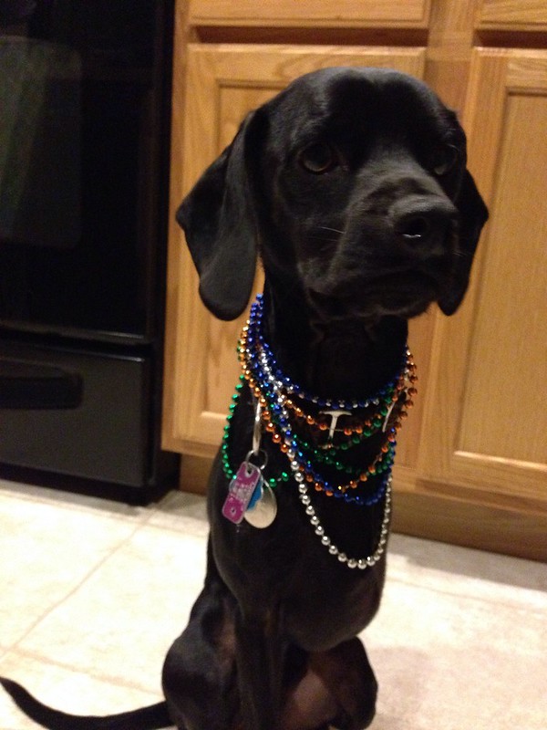 Beads on a dog