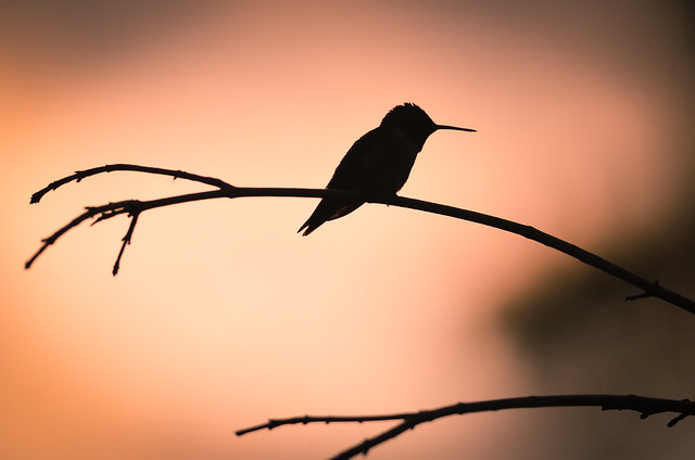 Silhouetted Hummingbird