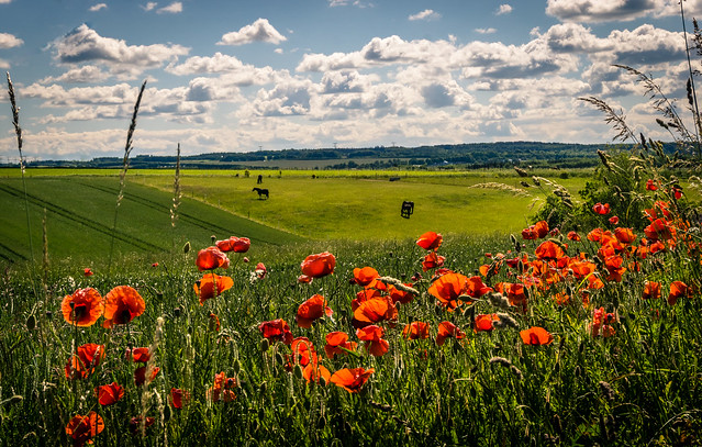Poppies and horses