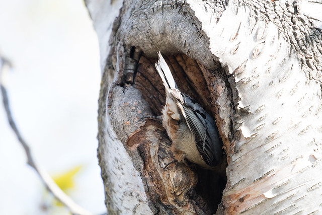 White-breasted Nuthatch at nest