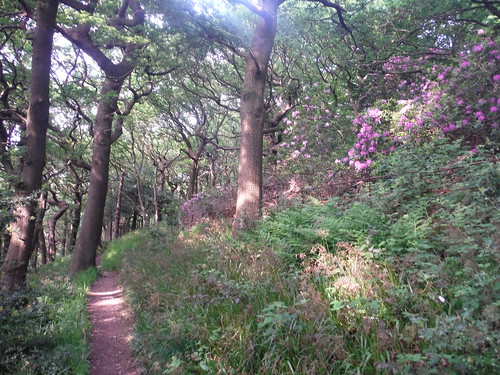 Path in Ladies' Spring Wood SWC Walk 267 - Sheffield Circular (via Porter, Limb, Sheaf and Gleadless Valleys) 