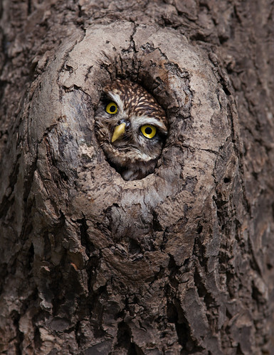 Peek-a-boo by Billy Currie