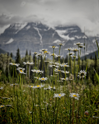 mountains outdoors nikon britishcolumbia daisy mountrobson yellowheadhighway d300 projectflickr