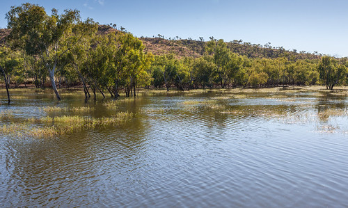 trees water dam australia queensland outback mountisa