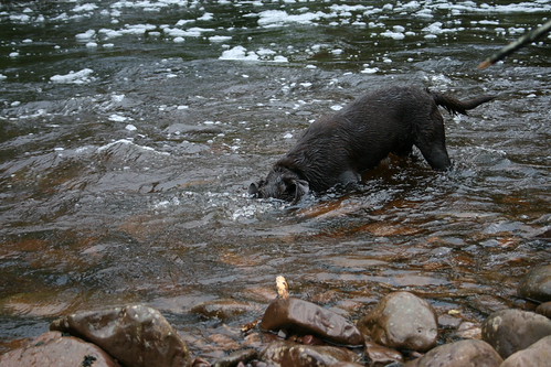 Labrador Gone Fishing | by colin.sonya