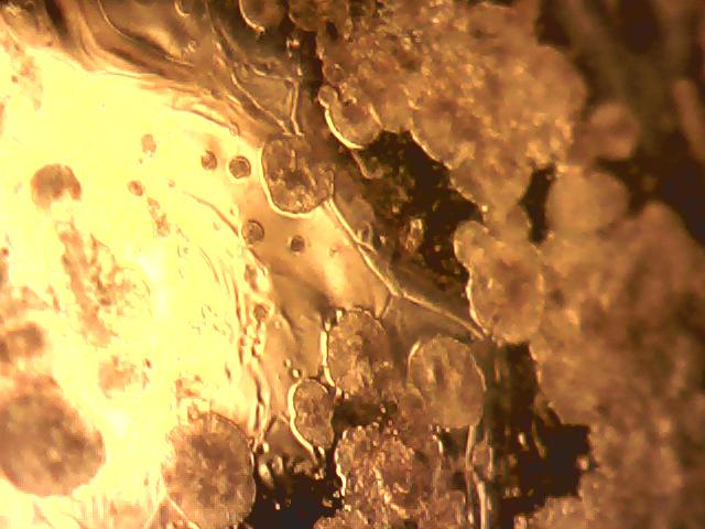 Formas e cores de cristais no esmalte cerâmico - Foto em microscópio