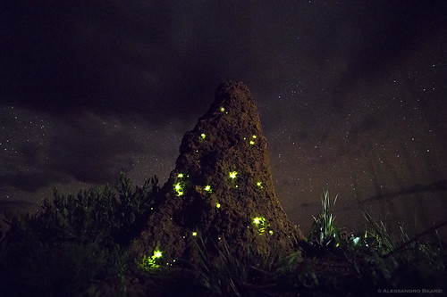 Emas National Park - bioluminescence