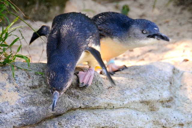 Feeding Penguins at Taronga Zoo, Sydney