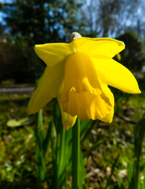 Daffodil, East Park