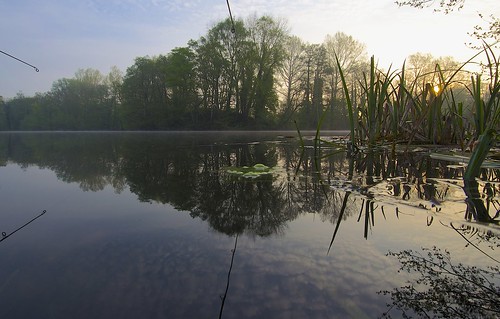 trees reflection water sunrise reeds dawn fishing surface carp