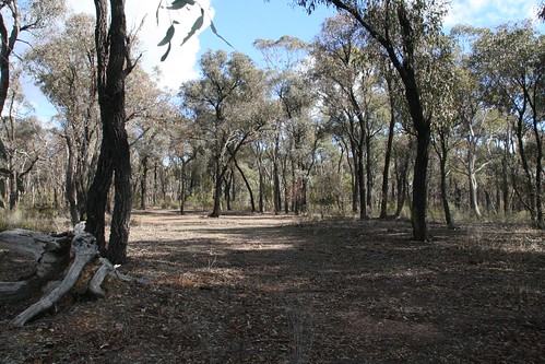 forest blog australia victoria bendigo backgate kangarooflat mrhoot bendigoregionalpark