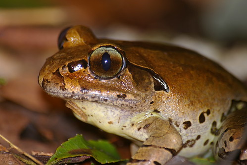 The endangered Fleay’s barred frog (Mixophyes fleayi). (Credit: D Newell)