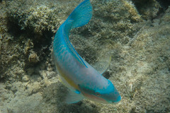 Striped Parrotfish (terminal)