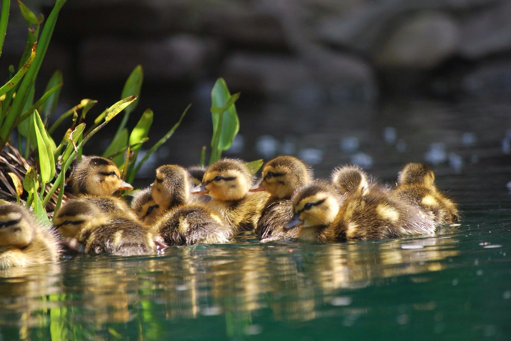 One day old ducklings - mallards