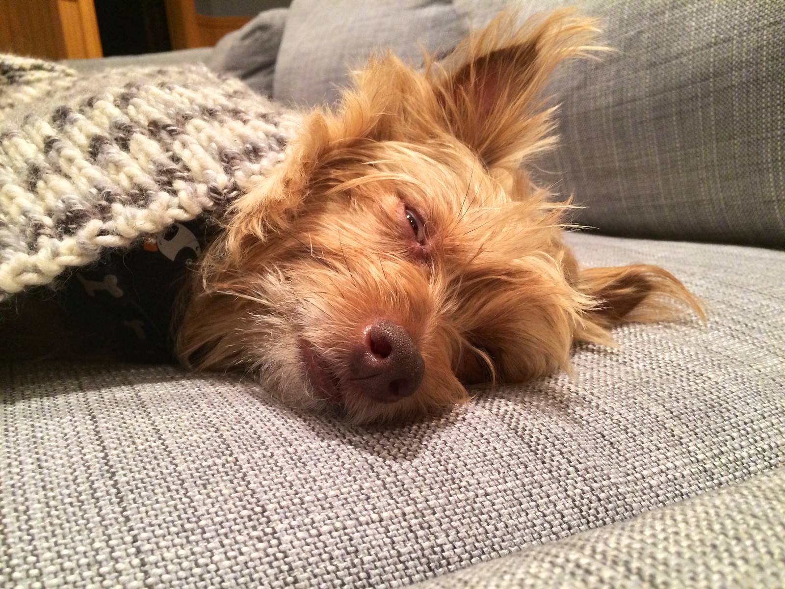 Sam the Dog