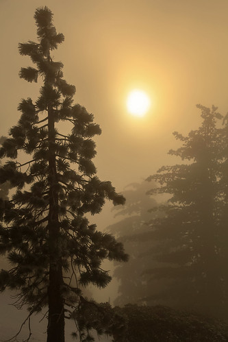 november sun mist snow tree fall nature fog landscape haze hiking overcast explore socal pines vegetation southerncalifornia hps sangabrielmountains angelesnationalforest losangelescounty explored canonef24105mmf4lisusm mountwilliamson 5dm2 5dmii