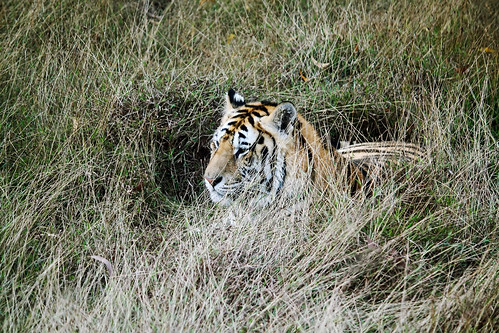wild grass animal bush tiger bangladesh gazipur safaripark explored 450d royalbengaltiger 55250mm russelljohn