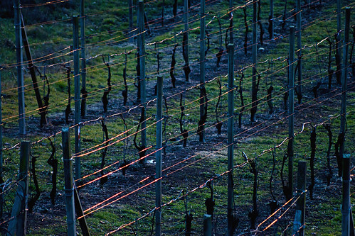 Vigneto al tramonto dalla chiesetta di SantAlessandro, Santa Cristina, Borogmanero gennaio 2015 by Zaffiro&Acciaio: Marco Ferrari, winter sunset italy canon italia tramonto hill january amanecer piemonte uva inverno piedmont collin