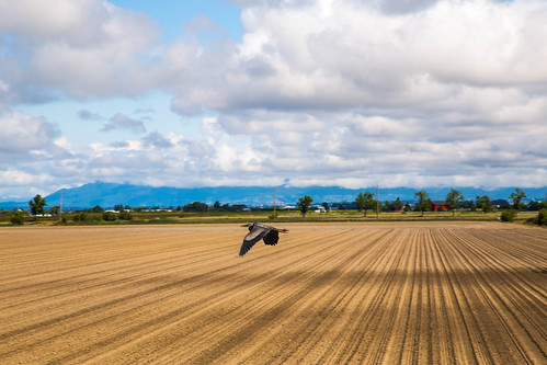 blue sky cloud canada heron field clouds outside photo spring bestof bc outdoor britishcolumbia farm patterns great columbia best horton surprise british bomber ladner greatblueheron dex furrows photobomber dexhorotn discoverladner snukwa